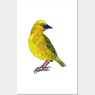 Holub&#39;s African Golden Weaver Bird Illustration Posters and Art